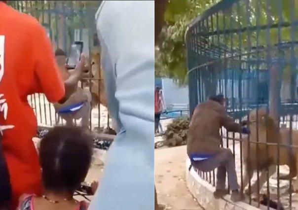 León enojado atrapa la mano de un trabajador en zoológico (VIDEO)