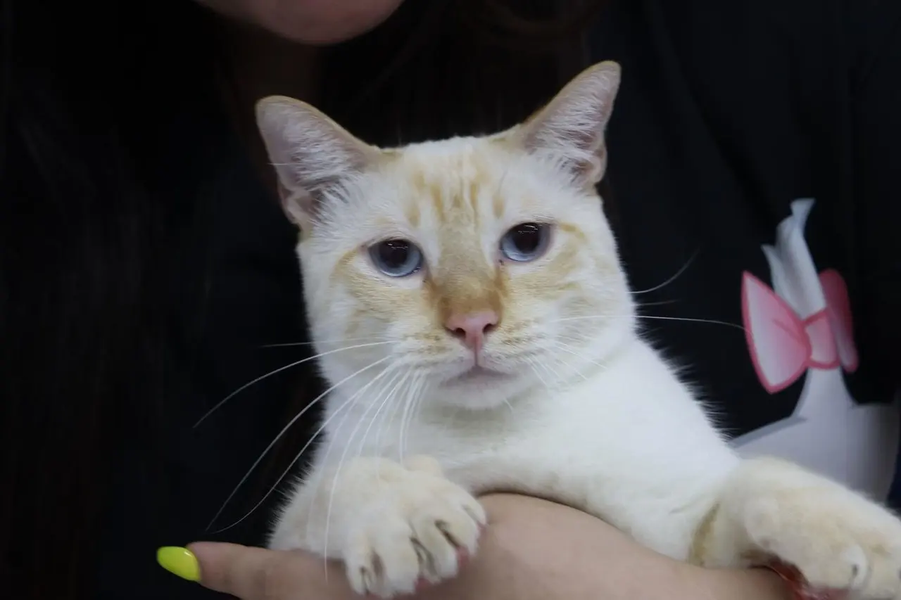 En los próximos días el Ayuntamiento de Mérida realizará la campaña de esterilización de mascotas ara reducir la sobrepoblación felina y canina.- Foto de Irving Gil