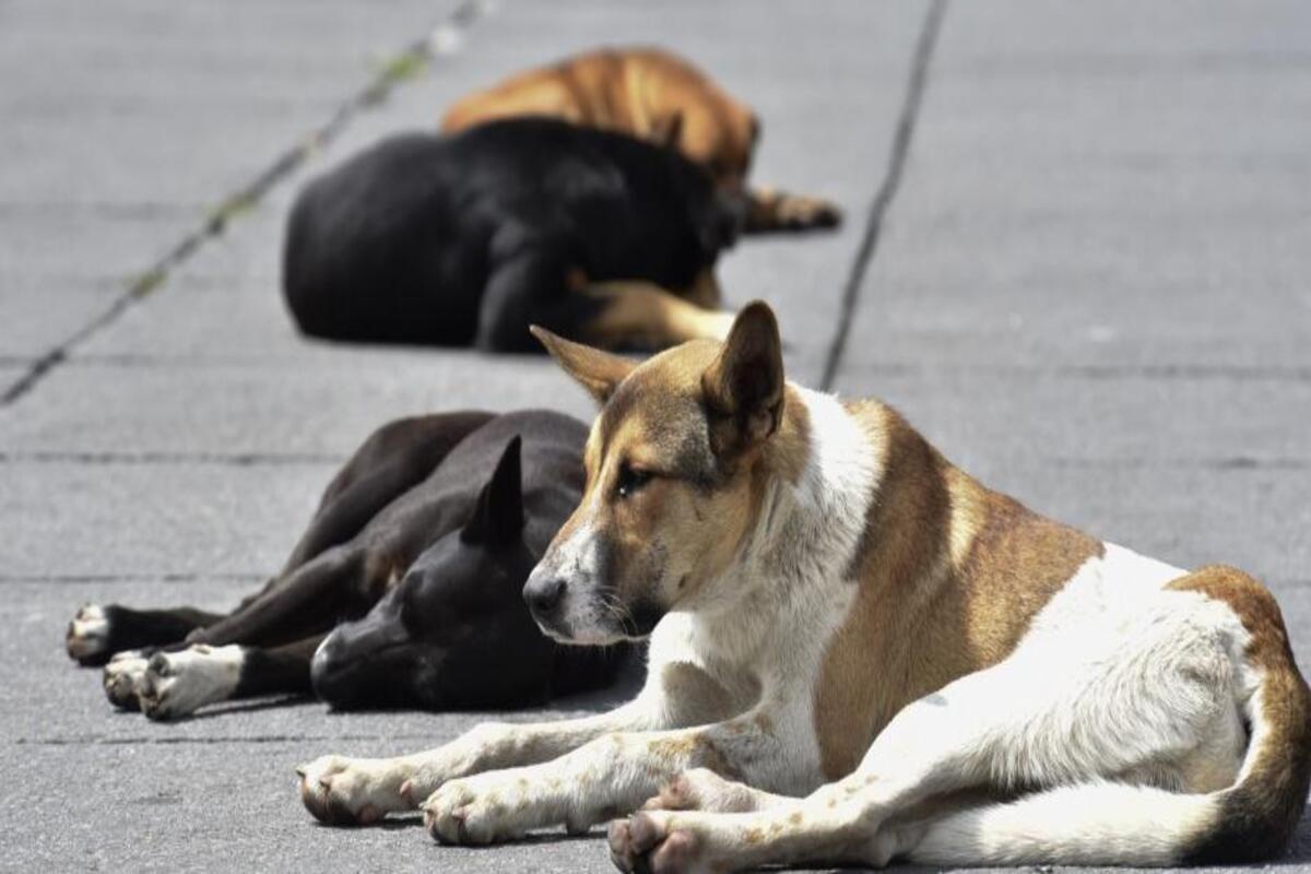 Aseguran casa donde murieron perros en GAM. Investiga maltrato la fiscalía.    Foto: Especial