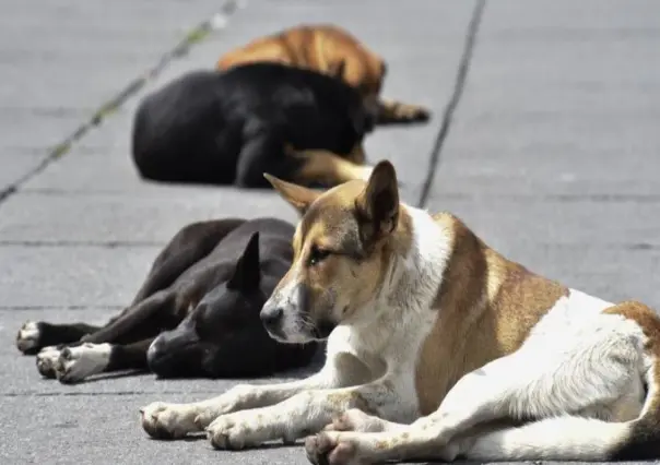 Aseguran casa donde murieron perros en GAM. Investiga maltrato la fiscalía