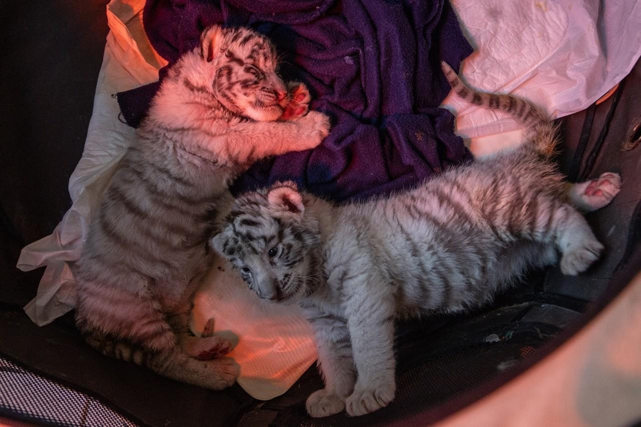 Crece la familia del Parque Ecológico “Zacango” con dos nuevas huéspedes que nacieron el 9 de enero. Imagen: GEM