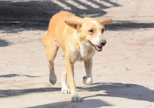 ¡No abandones a los lomitos! Reportan mascotas dejadas a su suerte en la sierra