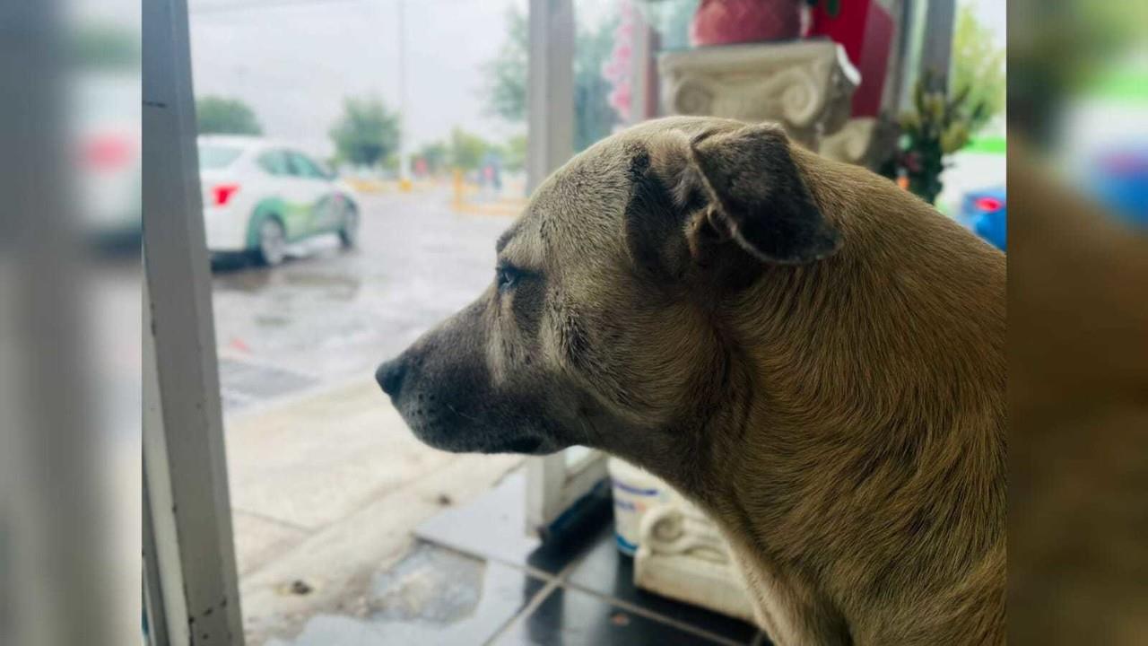 De la calle a una muerte triste y sola, destino de los perros callejeros