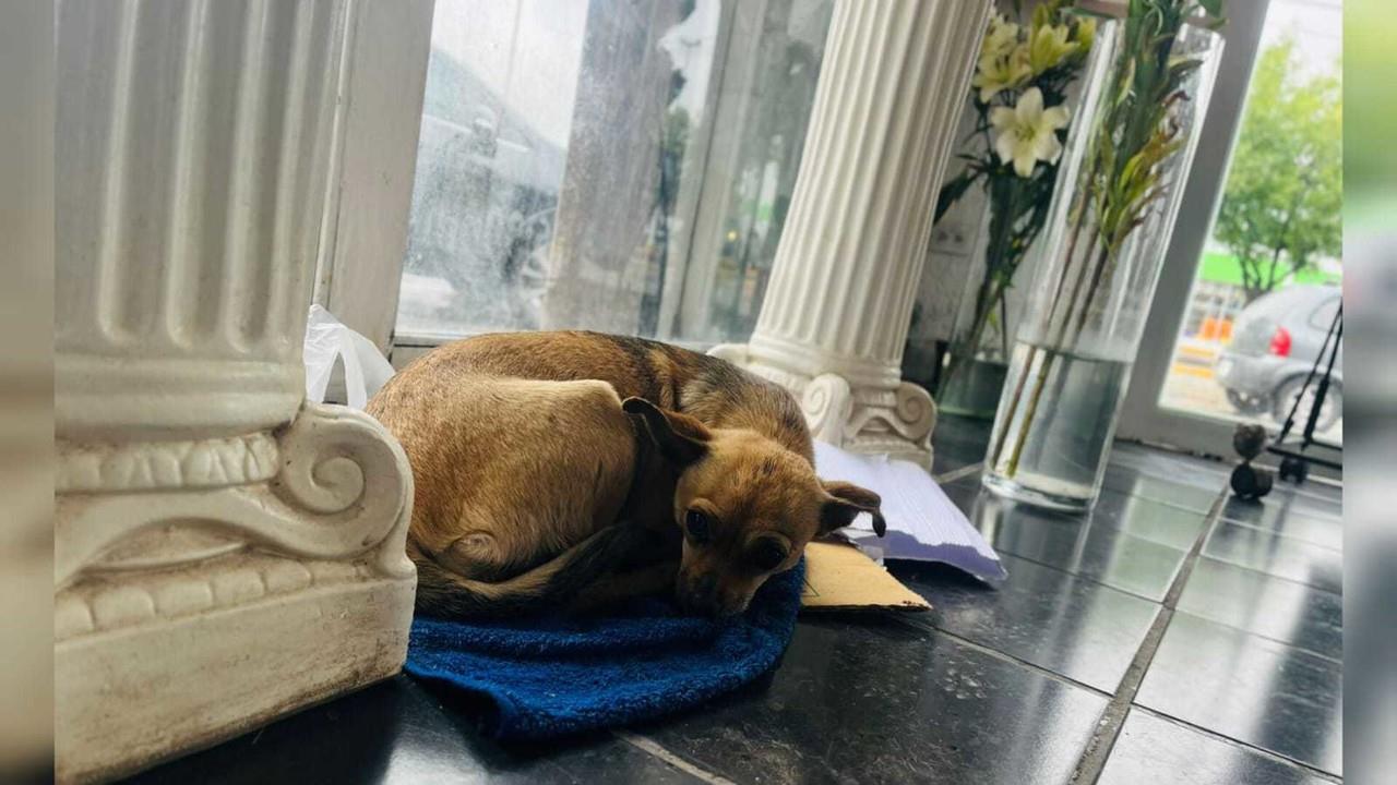 De la calle a una muerte triste y sola, destino de los perros callejeros