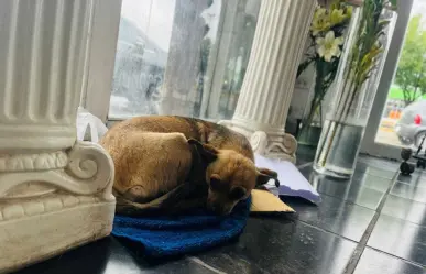 De la calle a una muerte triste y sola, destino de los perros callejeros