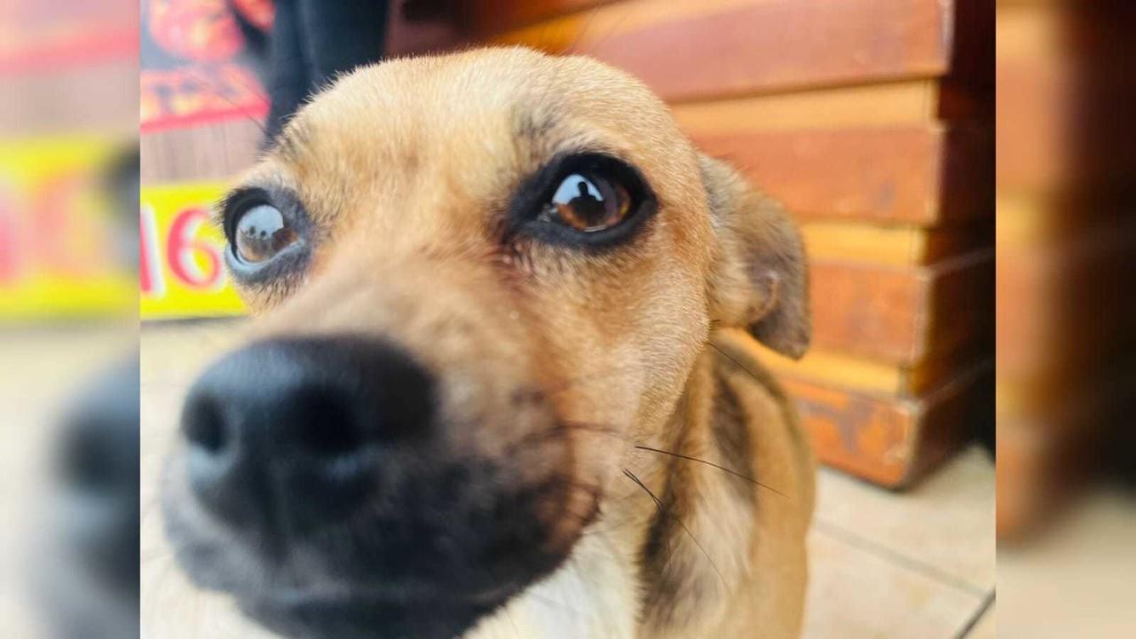 De la calle a una muerte triste y sola, destino de los perros callejeros
