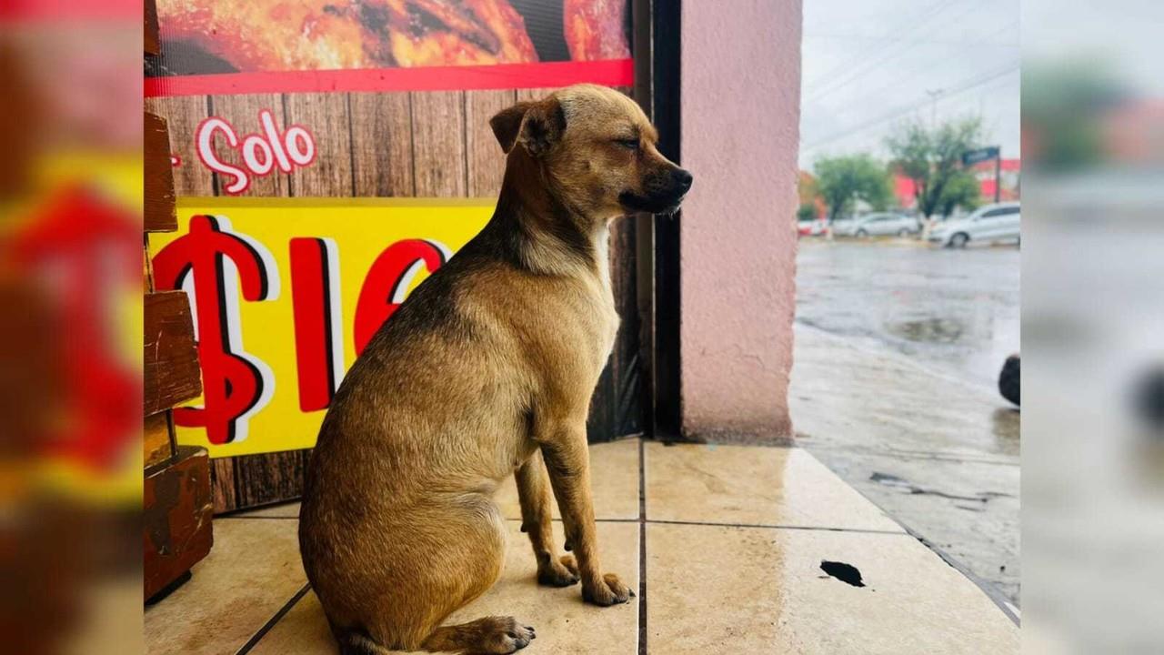 De la calle a una muerte triste y sola, destino de los perros callejeros