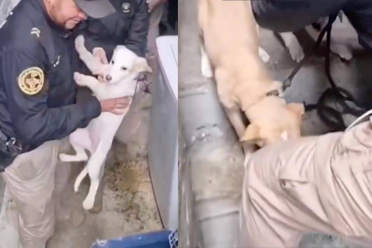 Salvan a tres perritos tras denuncia ciudadana en la alcaldía Álvaro Obregón. Foto: Captura de pantalla