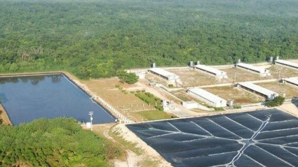 Semarnat ratifica que ya no autorizará nuevos proyectos porcícolas en Yucatán