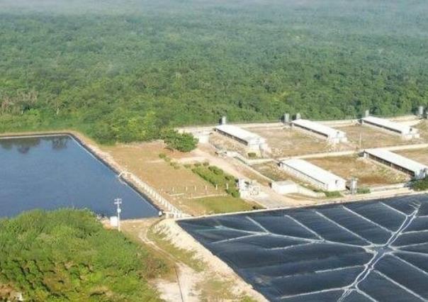 Semarnat ratifica que ya no autorizará nuevos proyectos porcícolas en Yucatán