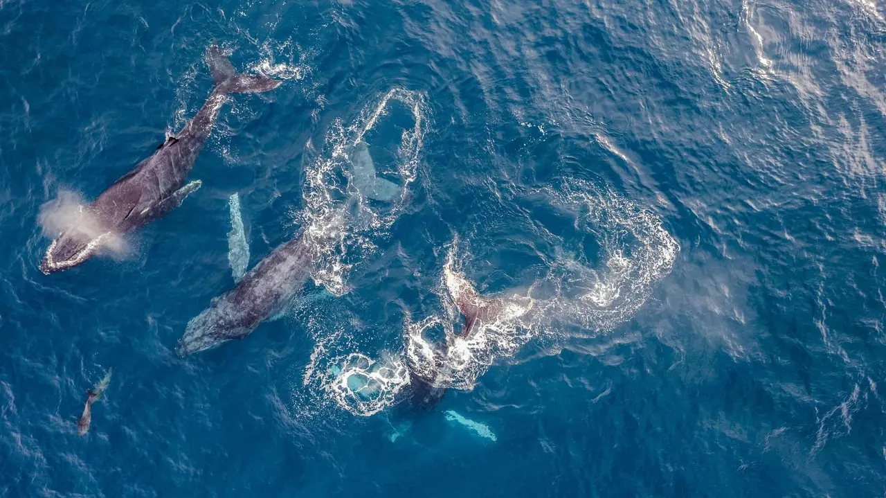 Día Mundial de las Ballenas. I Foto: Adrián Matías De Antoni.