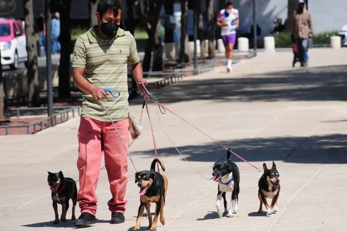 ¿Conoces la CURP de los animales de compañía? Aquí te decimos cómo sacar su RUAC.      Foto: Especial