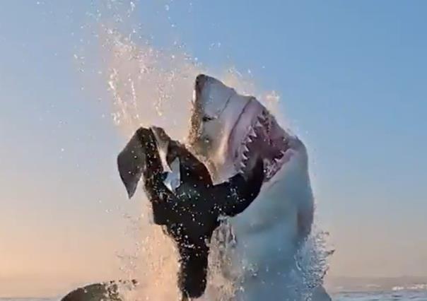 Impactante clip de tiburón blanco cazando en mar abierto (VIDEO)