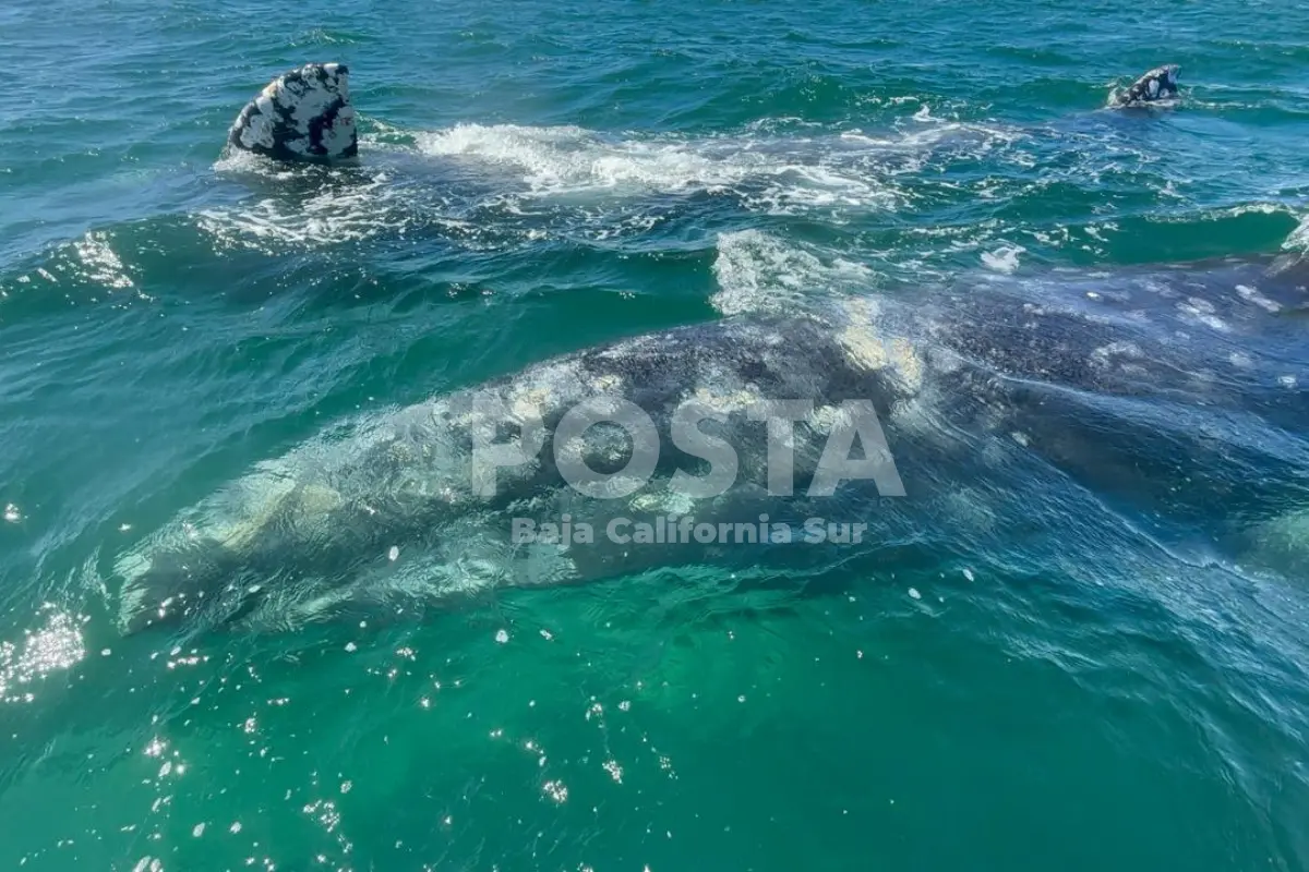 Avistamiento de ballena gris en Laguna de San Ignacio. Foto: Alberto Cota / POSTA BCS