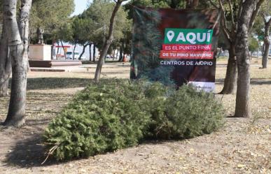 Gobierno Municipal habilita Centros de Acopio para Reciclaje de Pinos de Navidad