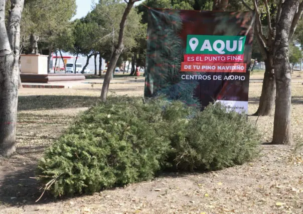 Gobierno Municipal habilita Centros de Acopio para Reciclaje de Pinos de Navidad