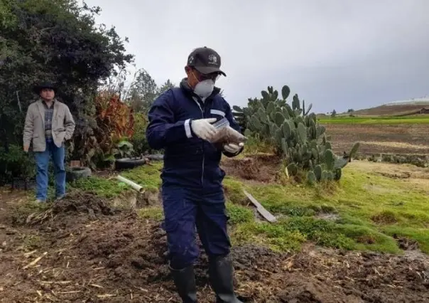 Alertan intoxicación de ganado en Metepec