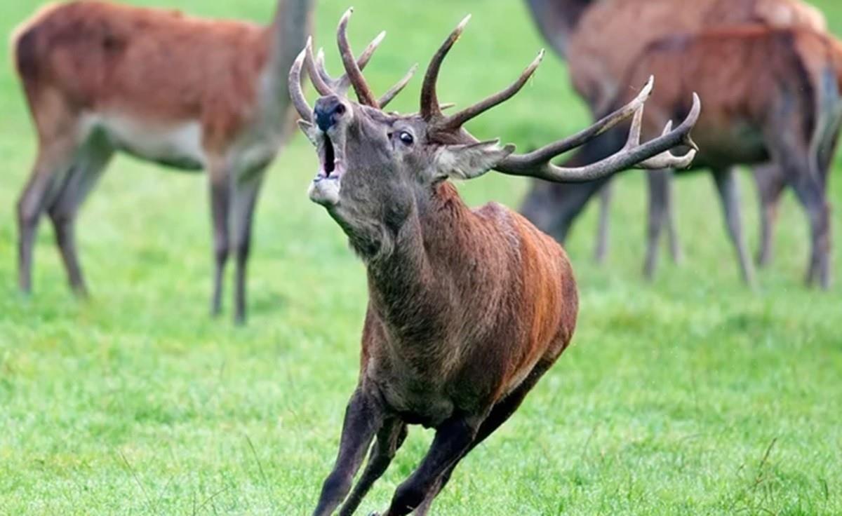 La caquexia crónica, también llamada enfermedad del venado zombie, es una trastorno neurodegenerativo que afecta a especies de ciervos, alces y renos, causando su muerte. Foto: El Chubut