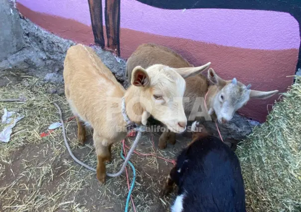 Cabrito, pero ¿a qué costo? Te decimos el precio en Mulegé