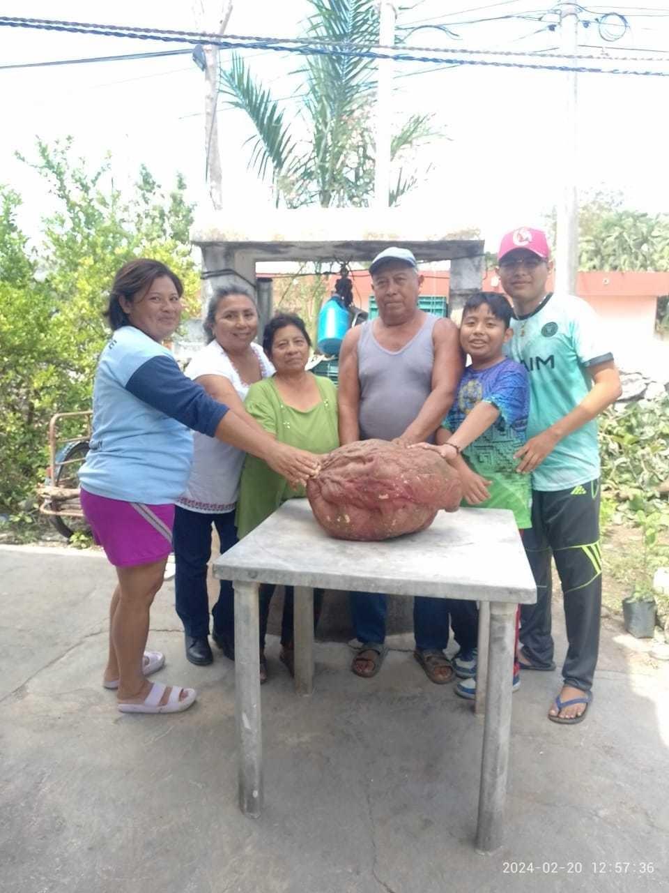 El campesino yucateco Vicente Pech Jiménez se volvió viral en redes sociales por vender un camote de 22 kilos de peso.- Foto de redes sociales