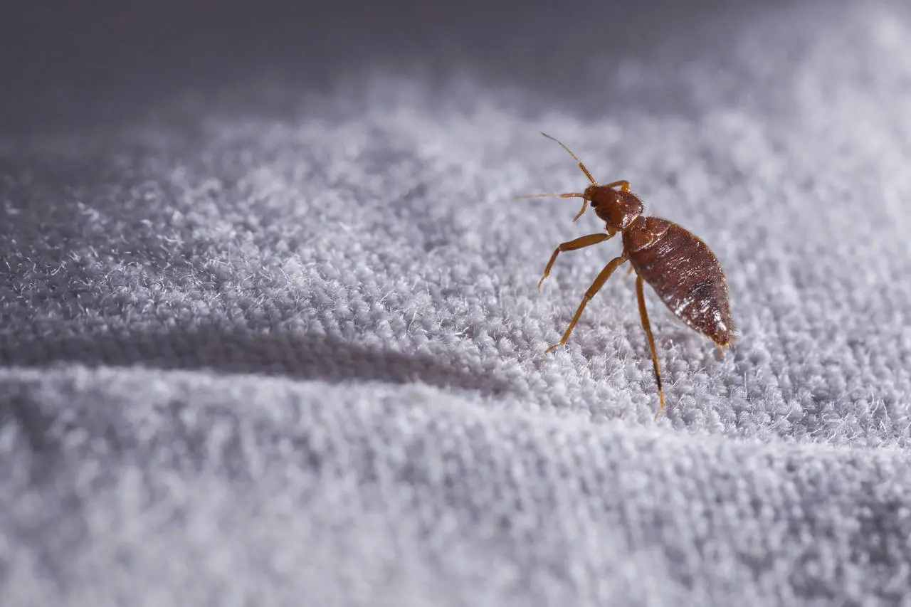 Descubren brote de chinches en hoteles de lujo de Las Vegas. Foto. AKOS NAGY/SHUTTERSTOCK