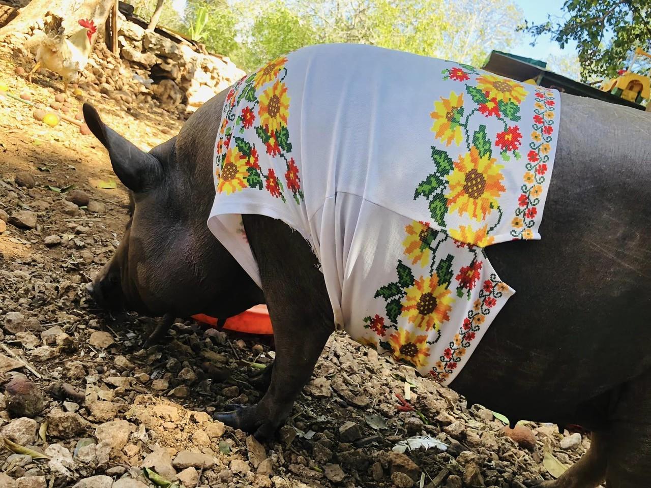 Cerdita Choni. Foto: Redes sociales