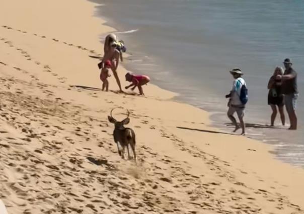 Venado sorprende a turistas en playa de Los Cabos (VIDEO)