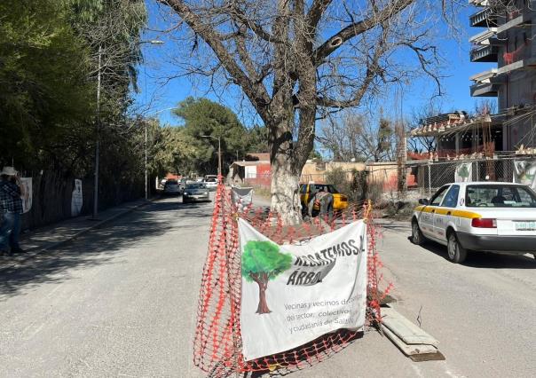 ¡Se logró! Nogal de 60 años será protegido