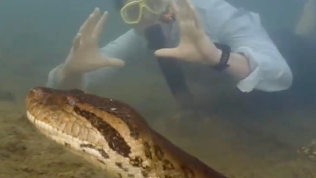 Descubren nueva especie de anaconda gigante ¡Mide casi ocho metros!