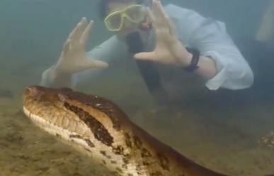 Descubren nueva especie de anaconda gigante ¡Mide casi ocho metros!