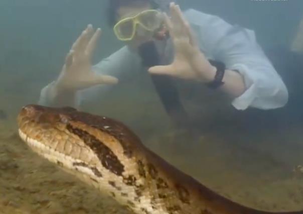 Descubren nueva especie de anaconda gigante ¡Mide casi ocho metros!