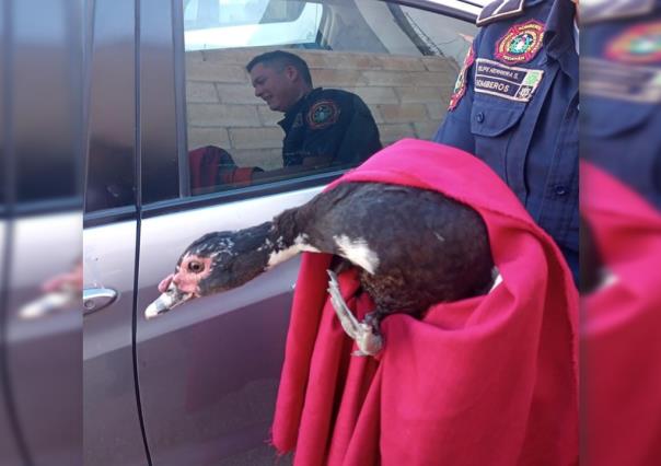 Rescatan ejemplar de pato real mexicano en el patio de una casa en Mérida