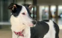 Conoce a Trova, la mascota consentida del Palacio de la Música en Mérida
