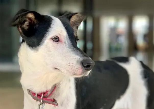 Conoce a Trova, la mascota consentida del Palacio de la Música en Mérida