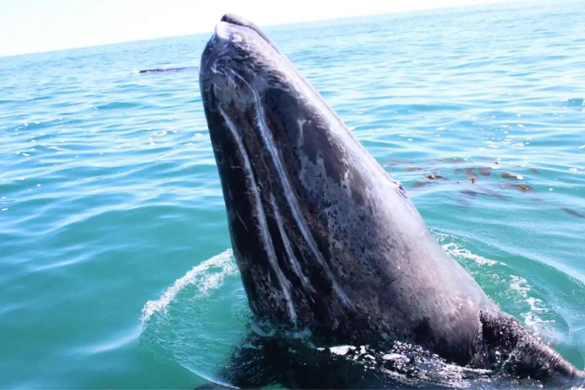 Festival de la Ballena Gris en Puerto San Carlos. Foto: SETUE BCS