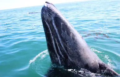 Festival de la Ballena Gris en Puerto San Carlos: ¿cuáles son las actividades?