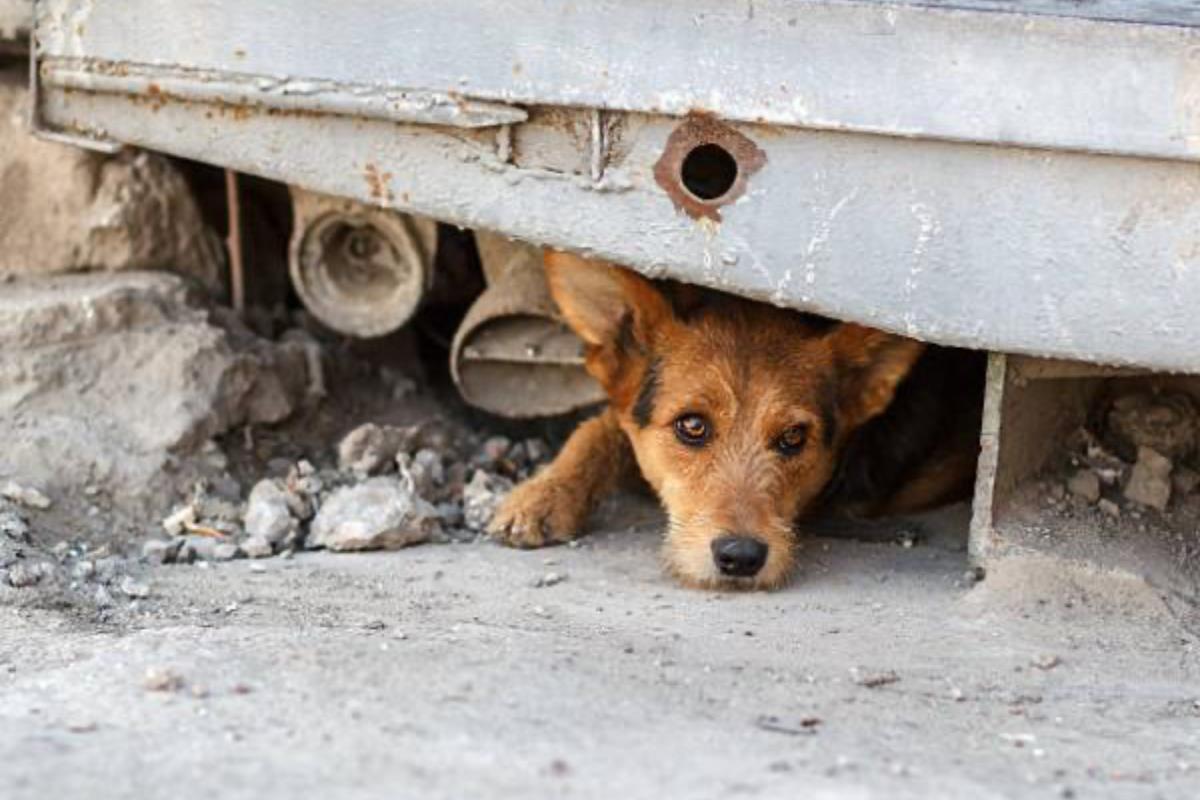 Knproyect y SEDUMA suman esfuerzos por el bienestar de los animalitos callejeros