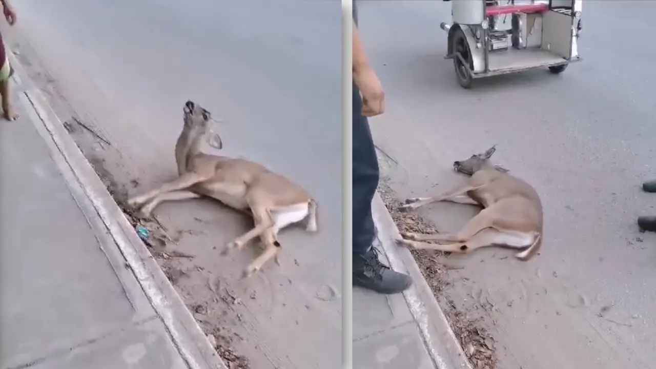 Vecinos que presenciaron el incidente llegaron a sugerir que la carne del animal sea aprovechada para consumo Foto: Redes sociales