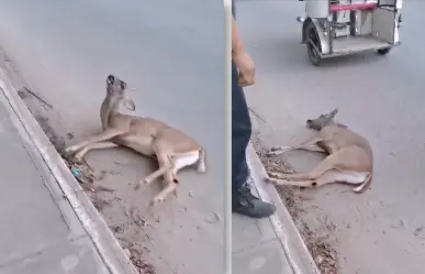 Venado cola blanca termina atropellado en Acanceh, Yucatán