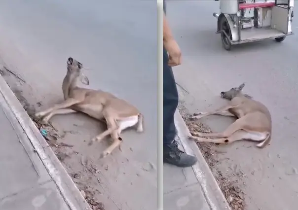 Venado cola blanca termina atropellado en Acanceh, Yucatán