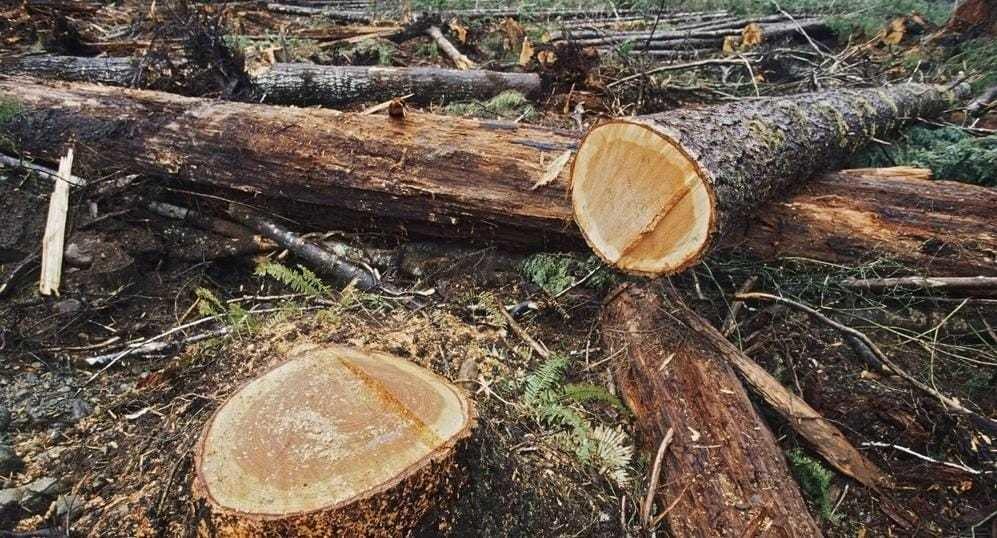 Deforestación agudiza la sequía en la Zona de volcanes. Foto: Especial