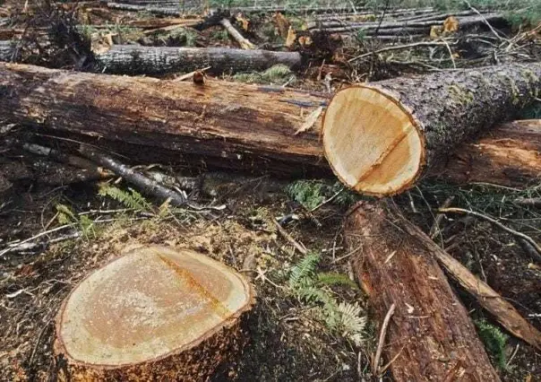 Deforestación agudiza la sequía en la Zona de volcanes