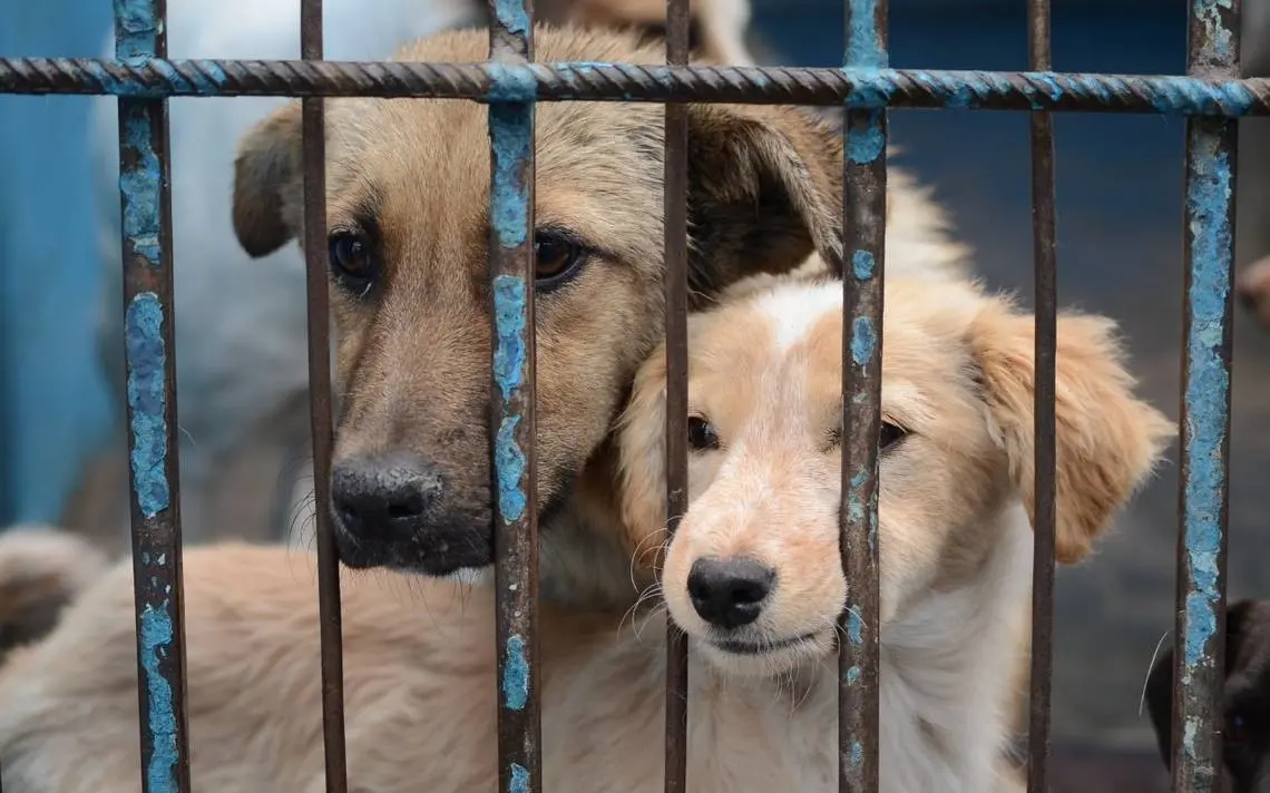 Exigen penas más severas contra el maltrato animal en Neza. Foto: Blanca E. Gutiérrez