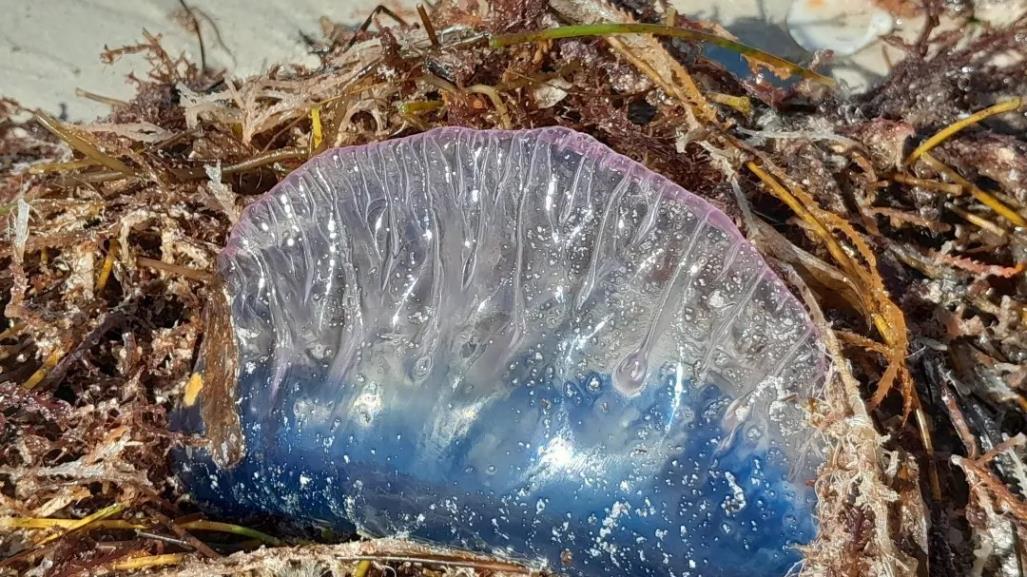 Carabela Portuguesa o falsa medusa en Yucatán: ¿Qué hacer en caso de picadura?