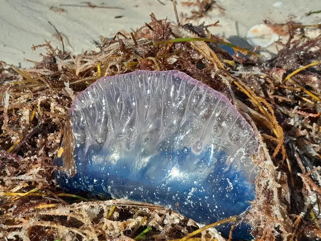 Se suele encontrar en mar abierto en todas las aguas cálidas del planeta Fotos: Facebook Mar ía