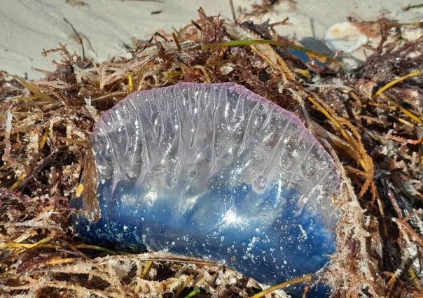 Carabela Portuguesa o falsa medusa en Yucatán: ¿Qué hacer en caso de picadura?