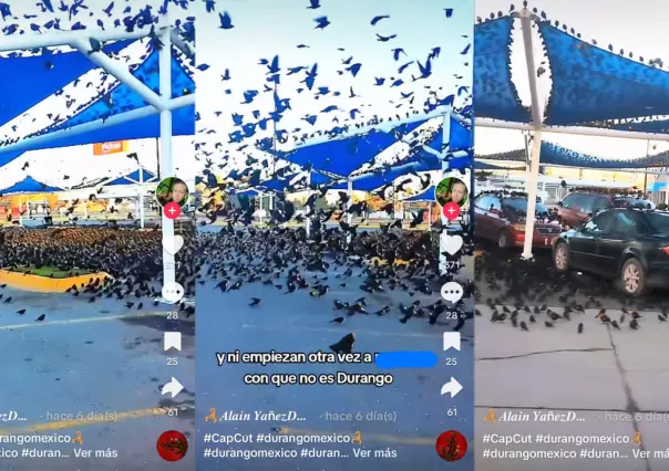 Cientos de aves invaden el estacionamiento de una tienda en Durango
