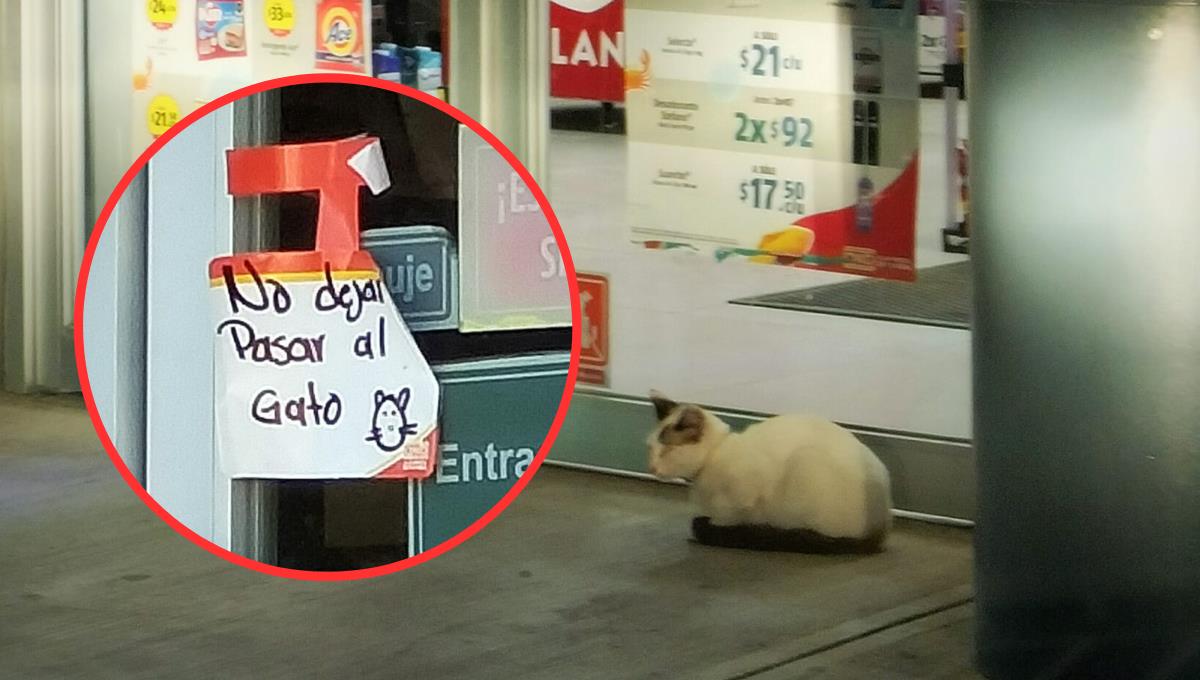 El gatito rompe las bolsas de croquetas de venta en la tienda Fotos: Jorge Moreno