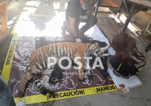 Hallan tigre en Monterrey durante cateo de la AEI