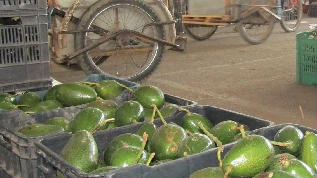 Aguacate en Yucatán. Foto: Redes sociales